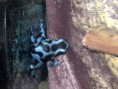 Dendrobates auratus blue - pralesnička batiková